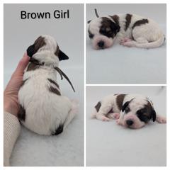 Brown Girl, Sable Parti - Wheaten female Whoodle puppy in Kalispell, Montana from Countryman Whoodles
