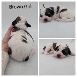 Brown Girl, Sable Parti - Wheaten female Whoodle puppy in Kalispell, Montana from Countryman Whoodles