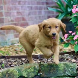 Golden Retriever puppies from Grand Oaks Goldens