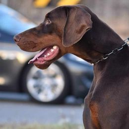 Boy 4 - Red and rust male Doberman Pinscher puppy in Chagrin Falls, Ohio from Schloss Velburg Dobermanns