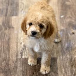 Ashton - Red  male Goldendoodle puppy in Ambrose, Georgia from Brandilyn's Aussies