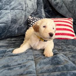 Kathani - Parti female Goldendoodle puppy in Barstow, California from Golden Desert Doodles