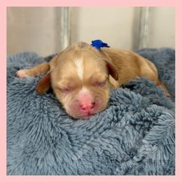 Boy 1 - Ruby male Cavachon puppy in Smoot, Wyoming from Designer Mountain Mutts