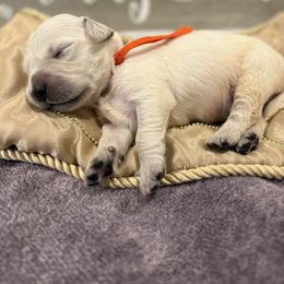 Orange - Golden male Golden Retriever puppy in Salt Lake City, Utah from Soaring golden retrievers