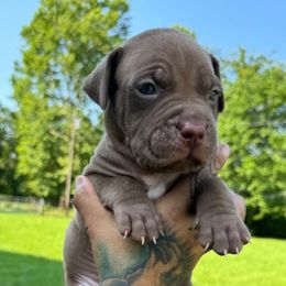 American Bully Puppies from TEXAS BULLY FAMILY