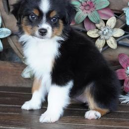 Girl 2 - Black tri female Miniature Australian Shepherd puppy in Lawton, Oklahoma from Lindsey’s Aussies