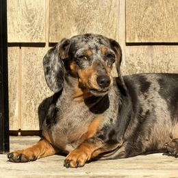 Indy - Dachshund