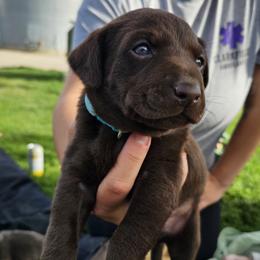 Blue Collar - Chocolate male Labrador Retriever puppy in Boyd, Minnesota from Lindley Labradors