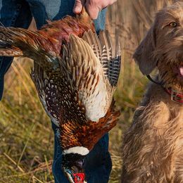 Weimaraners and Wirehaired Vizslas from Willow Ridge Kennel
