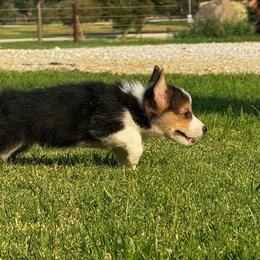 Tri Male 2 - Black and tan male Pembroke Welsh Corgi puppy in Stephenville, Texas from Rising JM Pembrokes