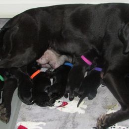 - Labrador Retriever puppy in Hilliards, Pennsylvania from Del-Star Kennels