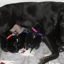 - Labrador Retriever puppy in Hilliards, Pennsylvania from Del-Star Kennels