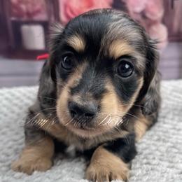 Loretta - Dapple female Dachshund puppy in Jena, Louisiana from Amy’s Mini Doxies