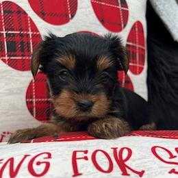 Yorkshire Terriers from Katrina's Yorkies