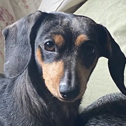 Lilly - Dachshund