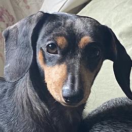 Lilly - Dachshund