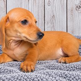 Gouda - Red female Dachshund puppy in Warm Springs, Arkansas from Seven Hills Arkansas