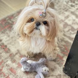 Boba - Shih Tzu