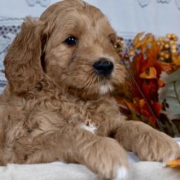 Krispie - Red  male Goldendoodle puppy in Boise, Idaho from Goldendoodle Baby