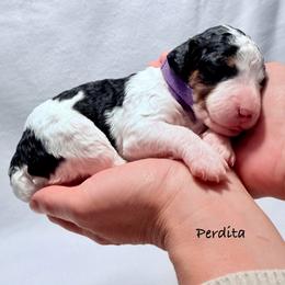 Perdita - Tri-color female Bernedoodle puppy in Pottstown, Pennsylvania from Willow-Be Doodles
