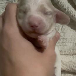 Twin ee cream girl - Cream female Dachshund puppy in Mt. Vernon, Texas from The Spotted Doxie