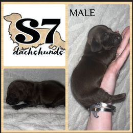 Dachshund Puppies from S7 Dachsunds