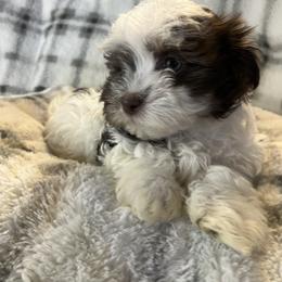 Rory - White female Havanese puppy in Starr, South Carolina from Home with Havanese