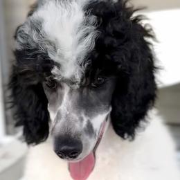 Girl 3 - Parti Poodle puppy in Stuart, Florida from AKC/Excellent + Good OFA Sweet Delightful Poodles