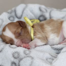 Cavapoo and Saint Bernard Puppies from Horseshoe Drive Kennel