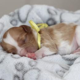 Cavapoo and Saint Bernard Puppies from Horseshoe Drive Kennel