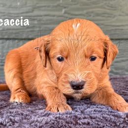 Focaccia - Apricot female Goldendoodle puppy in Lancaster, Minnesota from North Star Dog Training