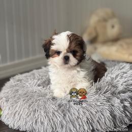 Zoey - Sable and white female Shih Tzu puppy in Walkertown, North Carolina from Lil’ Bit’s Shih Tzu