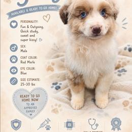 Flynn - Red merle male Miniature American Shepherd puppy in Shreveport   Bossier, Louisiana from Jem Miniature American Shepherds