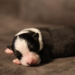 MICKEY - Black tri-color female Australian Shepherd puppy in Cedar City, Utah from 10-BAR-Y RANCH