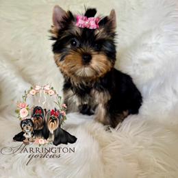 AKC Sutton 4300 - Black and tan female Yorkshire Terrier puppy in Bloomingdale, Georgia from Harrington Yorkies