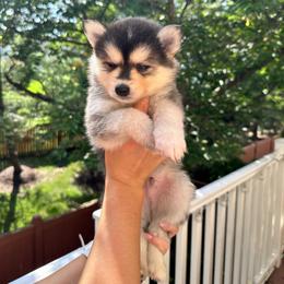 Boy 1 (lighter) - Black and white male Pomsky puppy in Leesburg, Virginia from Capital Pomsky