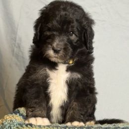 Hyacinthus - Black and white male Sheepadoodle puppy in Chesapeake, Virginia from Doodle-Cove