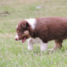 Border Collie Puppies from Rose Hollow Border Collies