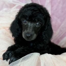 Orange - Silver female Poodle puppy in Camdenton, Missouri from Silver Lining Poodles