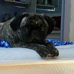 Faith - Pug