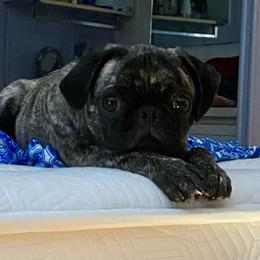 Faith - Pug
