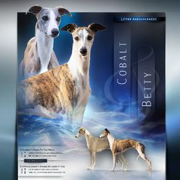 Whippet puppies from Pecan Grove Akitas & Whippets