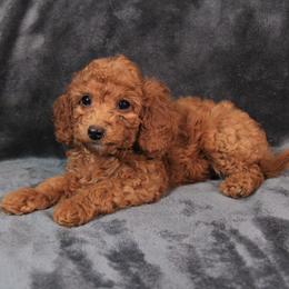 Navy - Red female Cavapoo puppy in Spring, Texas from Quentin