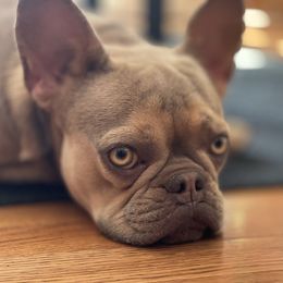 Kimmie Dior - French Bulldog