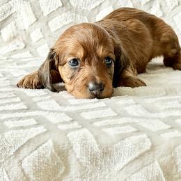 Cora (CKC Long-Hair Female-Embark Tested Parents) - Red female Dachshund puppy in Monroe City, Indiana from Monroe’s Hillcrest Dachshunds