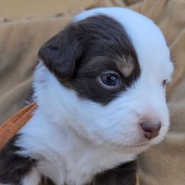 Orange collar girl - Red tri-color female Miniature American Shepherd puppy in Lexington, Kentucky from Deuce's Den