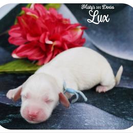 LUX - AKC - Cream male Dachshund puppy in Graceville, Florida from Misty's 101 Doxies