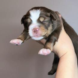Bloom - Red tri-color male Miniature American Shepherd puppy in Harrisonville, Missouri from Trailside Mini Aussies