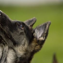 German Shepherd Puppies from Bmeerhuis German Shepherds