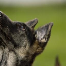 German Shepherd Puppies from Bmeerhuis German Shepherds